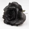 小玫瑰卡迪兹。10厘米。黑色