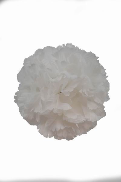 White Giant Carnation. 16 cm