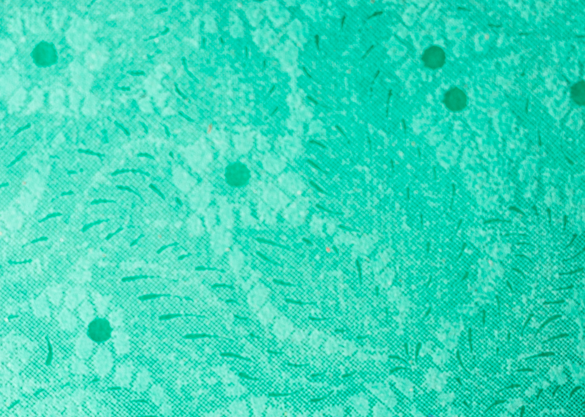 Estampadas - Encaje menta