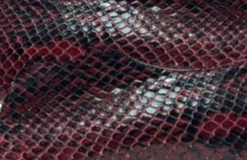Especiales - Serpiente burdeos