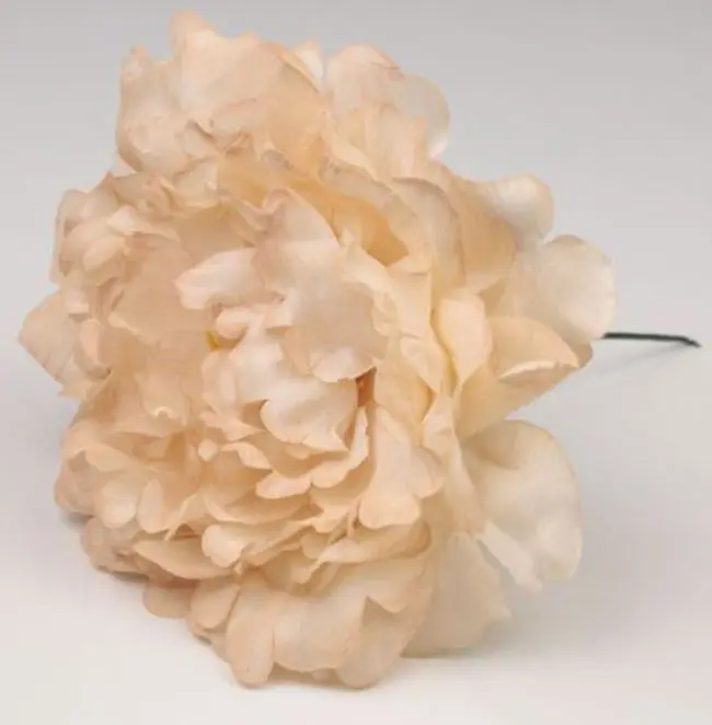 Peony Feria. Flamenco flowers. Cream . 11cm