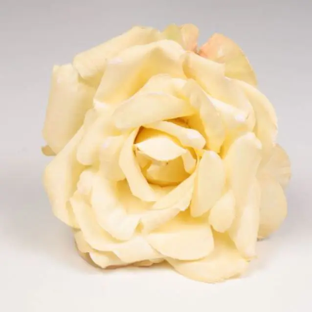 Toledo Rose. Light Yellow Flamenco Flower. 13cm