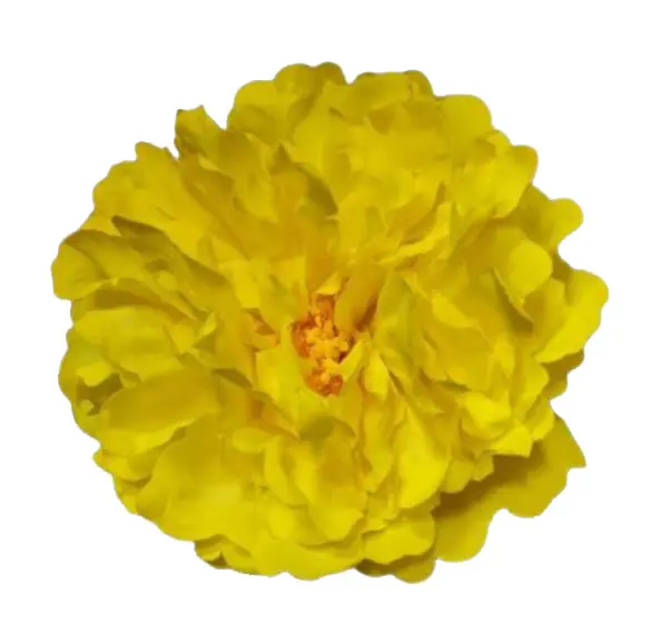 Flor Peonía Grande París Color Amarillo. AM24. 16cm