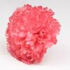 弗拉门戈人工康乃馨。塞维利亚模式。珊瑚