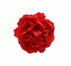 Fleur de Flamenca Lagos. 9.5cm