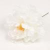 バレンシア牡丹。フラメンコの花。白い。 12cm
