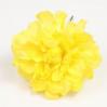 Zinnia。フランドルの花。黄色。 9cm
