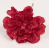 Zinnia. Flemish flower. Red. 9cm