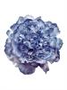 Flamenco Accessories for Hair: Peony in Blue Shades. 16cm